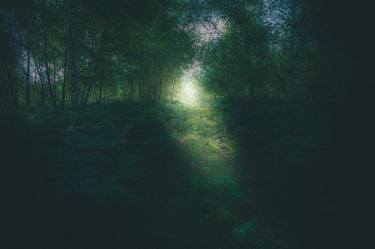 Forest light - Limited Edition 1 of 15 thumb