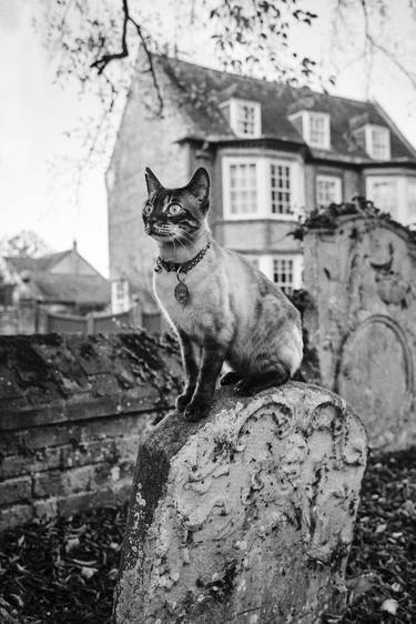 Original Cats Photography by Jean Kosse