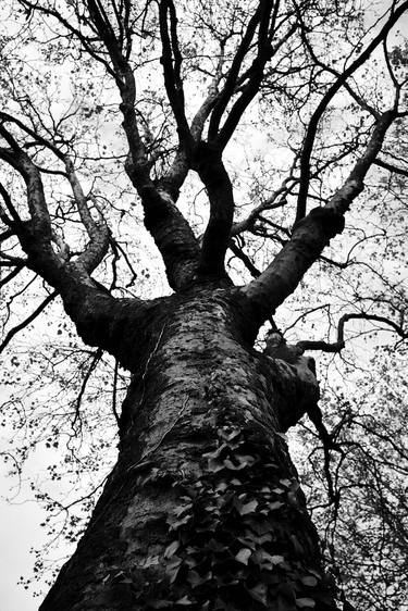 Original Tree Photography by Jean Kosse