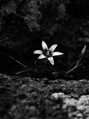 Original Fine Art Botanic Photography by Jean Kosse