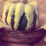 Sweet dumpling squash detail4