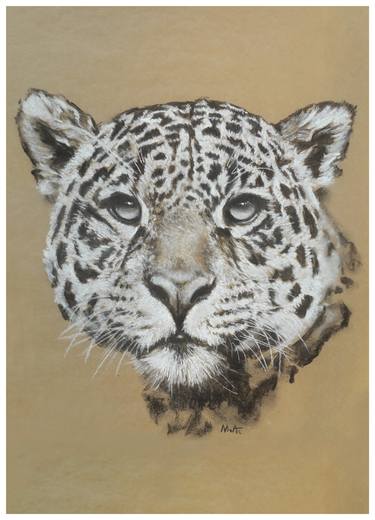 Original Realism Animal Drawings by Marcos Aurelio