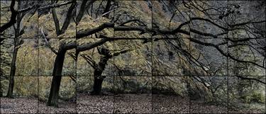 Original Expressionism Tree Photography by Keith Hammond