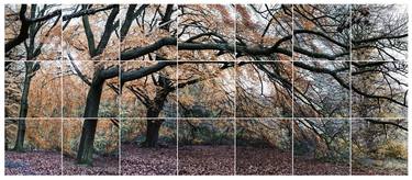 Original Expressionism Tree Photography by Keith Hammond