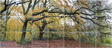 Original Tree Photography by Keith Hammond