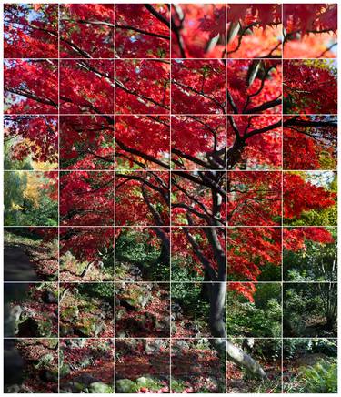 Japanese Maple i, 2014 - Limited Edition of 8 thumb