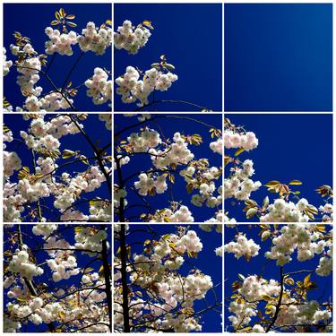 Cherry Blossom i, Kew 2016 - Limited Edition of 10 thumb
