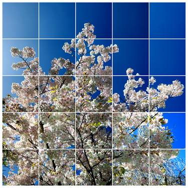 Cherry Blossom ii, Kew 2017 - Limited Edition of 10 thumb