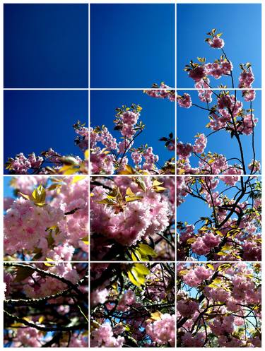 Cherry Blossom iii, Kew 2017 - Limited Edition of 10 thumb