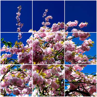 Cherry Blossom iv, Kew 2017 - Limited Edition of 10 thumb