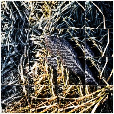 Frost on Leaf and Grass Detail ii, 2015 - Limited Edition of 10 thumb