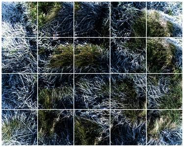 First Frost on Grass Hampstead Heath i, 2015 -  Edition of 10 thumb