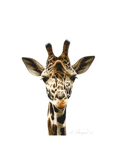 Young Giraffe Calf thumb