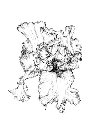 Print of Floral Drawings by Lea Zamolo