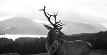Print of Animal Photography by MICHAEL STRACHAN
