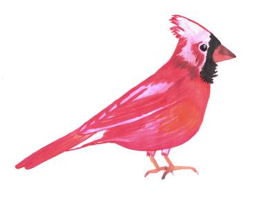 Red Cardinal bird watercolor- Cardinalis cardinalis thumb
