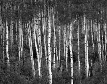 Aspens, Dusk, McClure Pass - Limited Edition 2 of 25 thumb