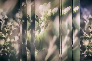Print of Modern Floral Photography by Irina Wolfe