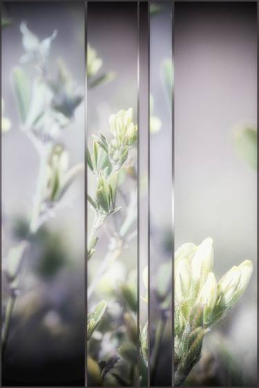 Print of Floral Photography by Irina Wolfe