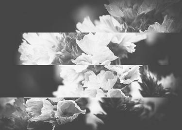 Print of Abstract Floral Photography by Irina Wolfe