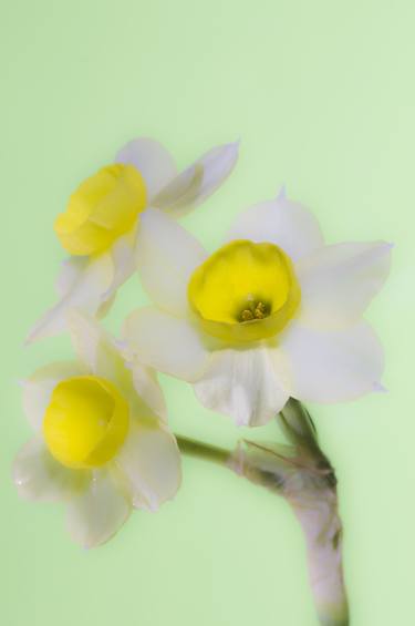 Three Narcissus Flowers thumb