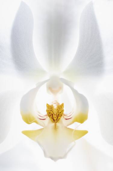 Original Botanic Photography by Lisa Foote