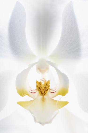 "Heaven's Gate" - Phalaenopsis Study 237 - Limited Edition of 5 thumb