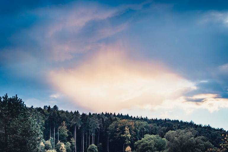Original Landscape Photography by Stefan Kuhn | Abstract Art on Aluminum | Sunset over the trees