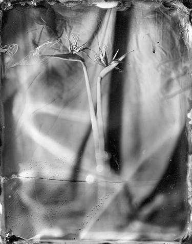 Collodion Project - Limited Edition 1 of 50 thumb