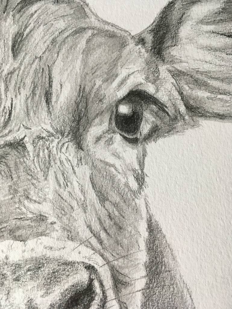 Original Documentary Animal Drawing by Anne Park