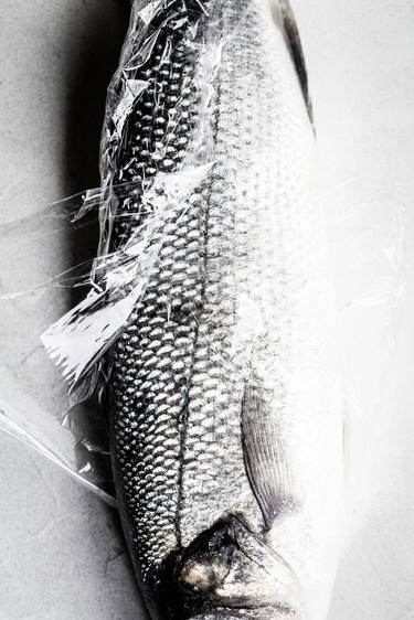 Print of Fish Photography by Stephanie Salvatore