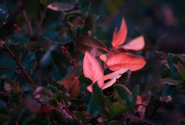 Print of Realism Botanic Photography by Sydni Indman