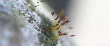 macro moss in the stone thumb