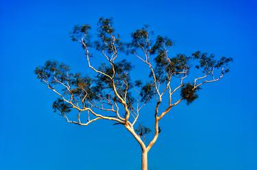 Gum Tree at Dusk, Karijini - Limited Edition of 50 - thumb