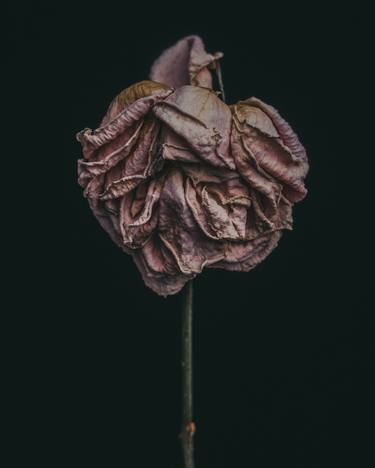 Original Floral Photography by Maegan McDowell