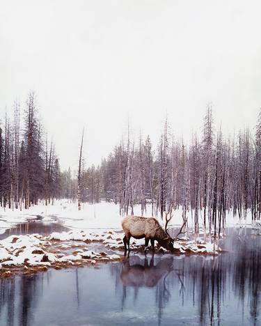 Hydrating in Yellowstone - Limited Edition 1 of 2 thumb