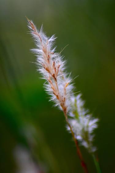 Lake Grass thumb