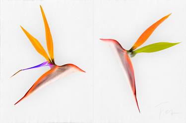 "Hummingbirds of Paradise" - Limited Edition of 100 thumb
