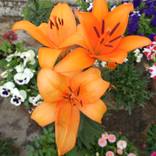 Orangey by Neela Sarin