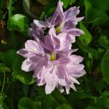 Twin Blossom - II by Neela Sarin