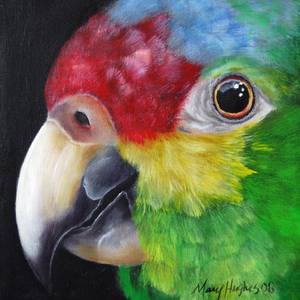 Red-Lored  Amazon Parrot Close-Up