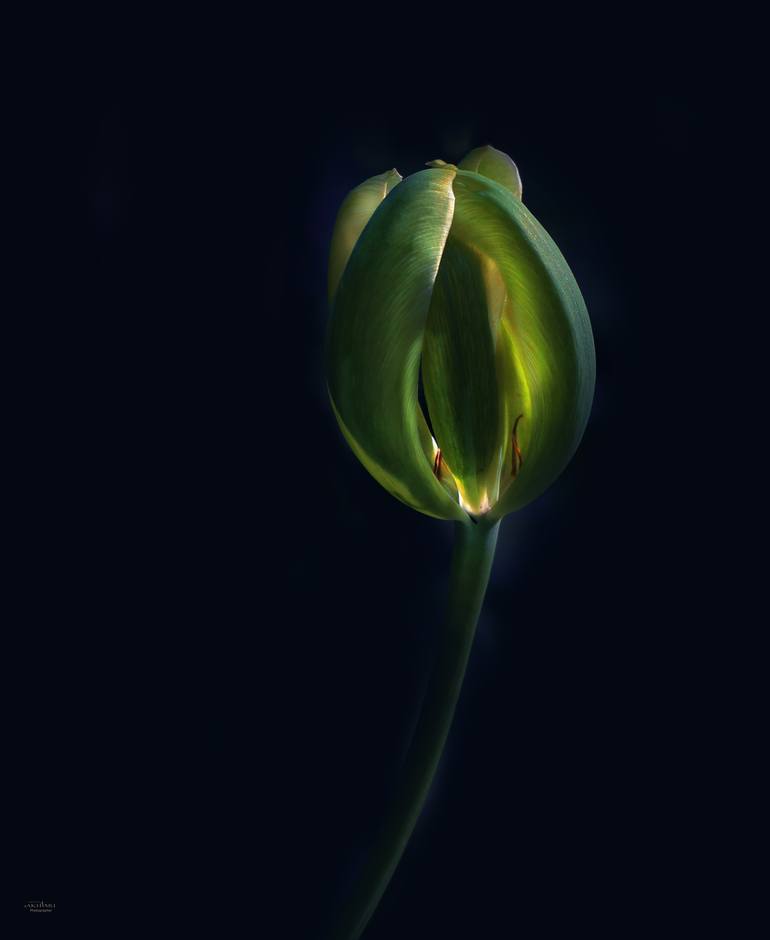Tulip -