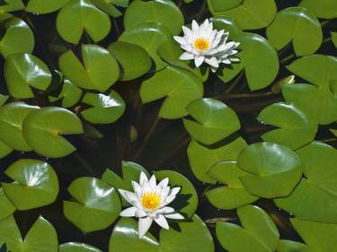 photo of overhead view of Nymphaea Odorata green lily pads and white flowers covering pond thumb