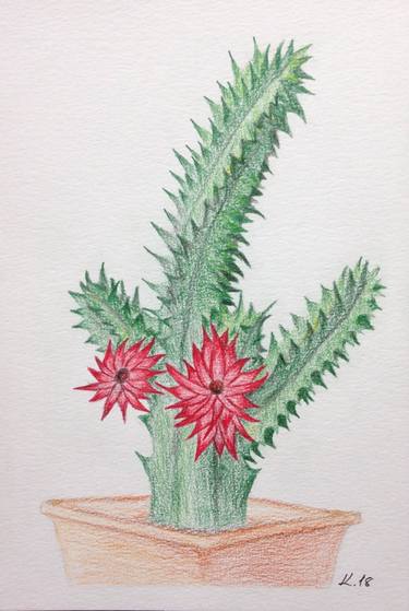 The red-flowered cactus thumb