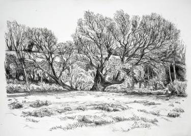 Print of Fine Art Tree Drawings by Maxine Cameron