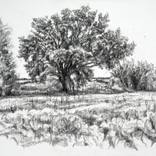 Holding the ground. by Maxine Cameron