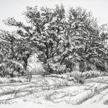 Mature Oaks by Maxine Cameron