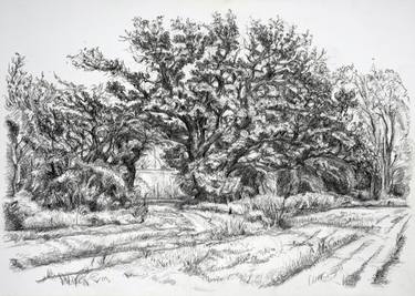 Original Landscape Drawing by Maxine Cameron