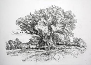 Original Landscape Drawing by Maxine Cameron