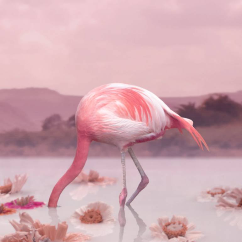 Original Animal Photography by Alejandro Aboli The RedLine